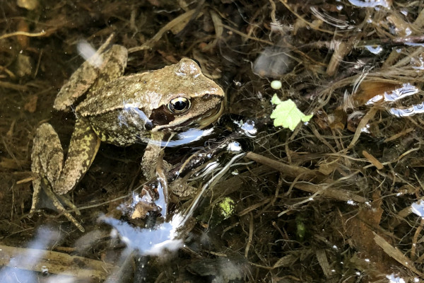 La grenouille agile (Rana dalmatina) comme beaucoup d'autres organismes aquatiques, souffre de l'assèchement des petits points d'eau lors des épisodes de sécheresse © Nicolas Macaire / LPO